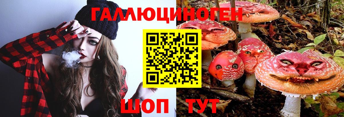 Галлюциногенные грибы Psilocybe Краснознаменск